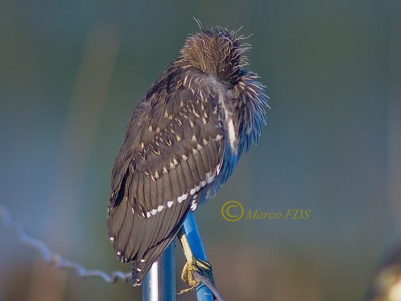 La palude in equilibrio...